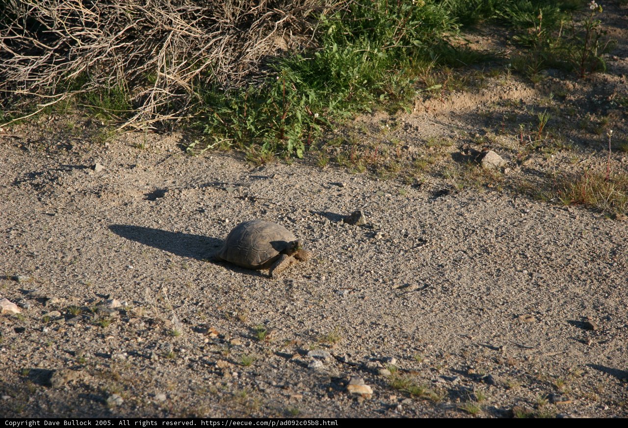Box Turtle on the Move
