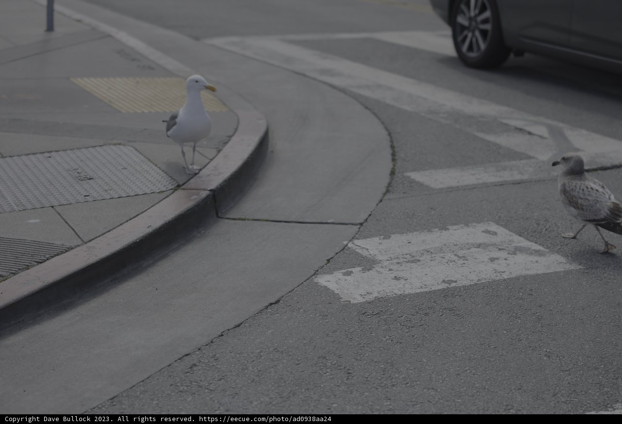 Birds on the Tarmac