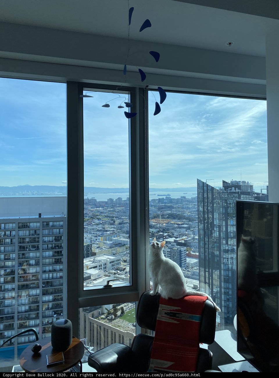 Urban Cat Relaxing by the Window