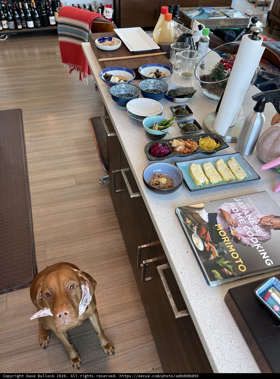 Canine Cuisine
