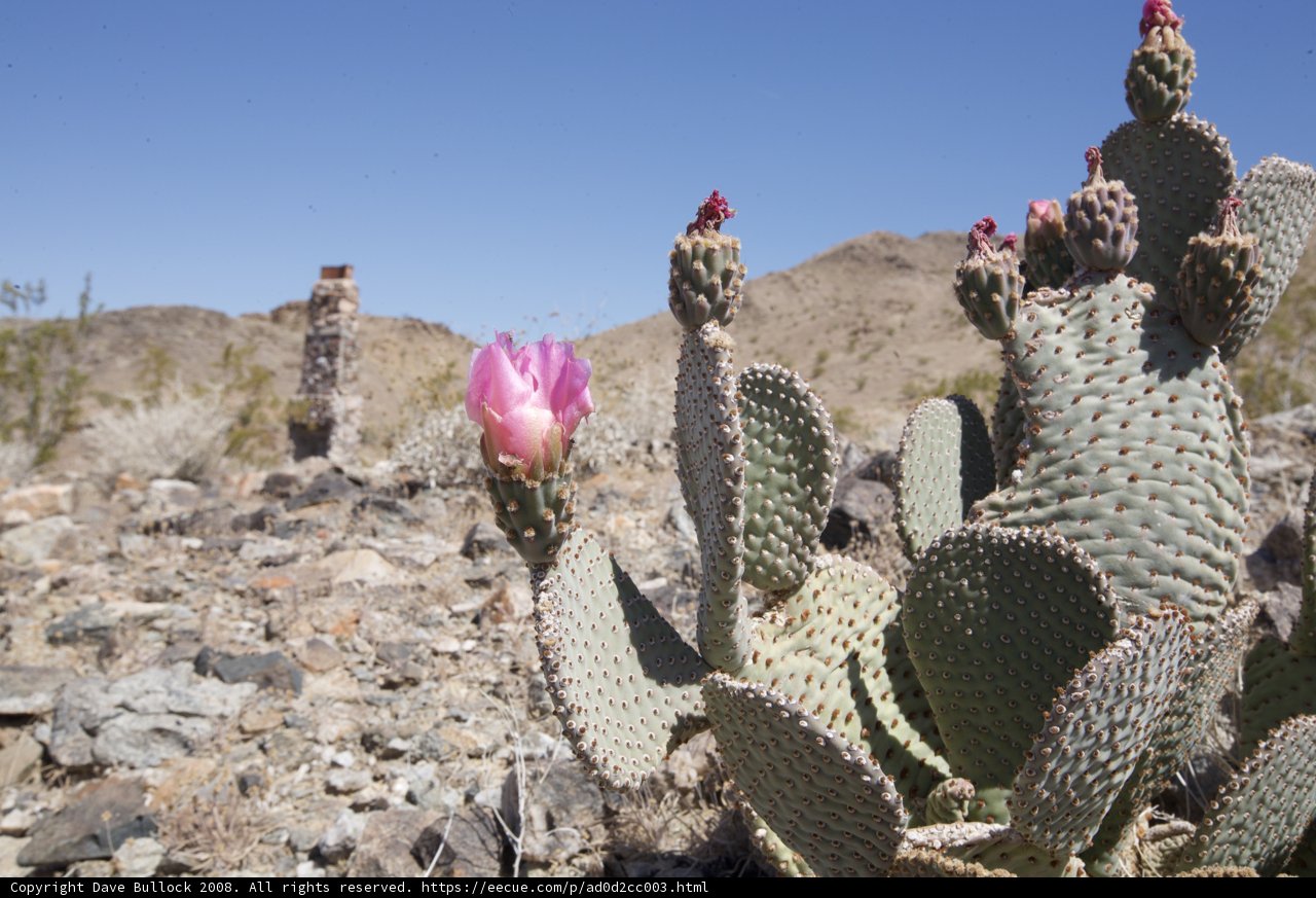 Desert Beauty
