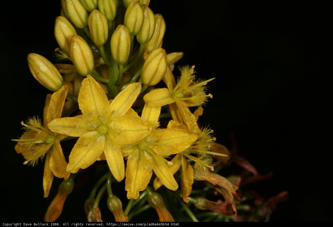Bold Bloom