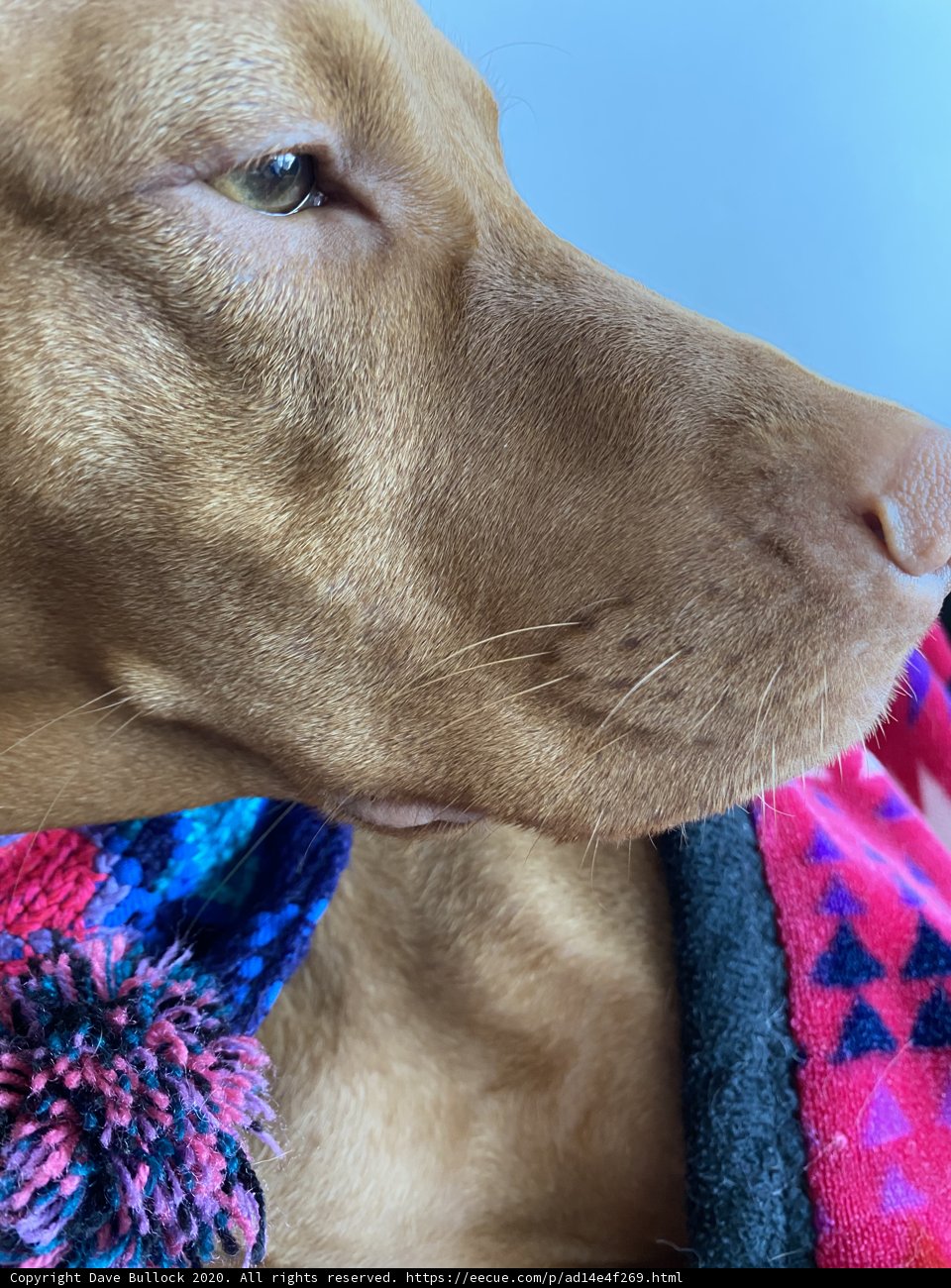Colorful Canine in San Francisco
