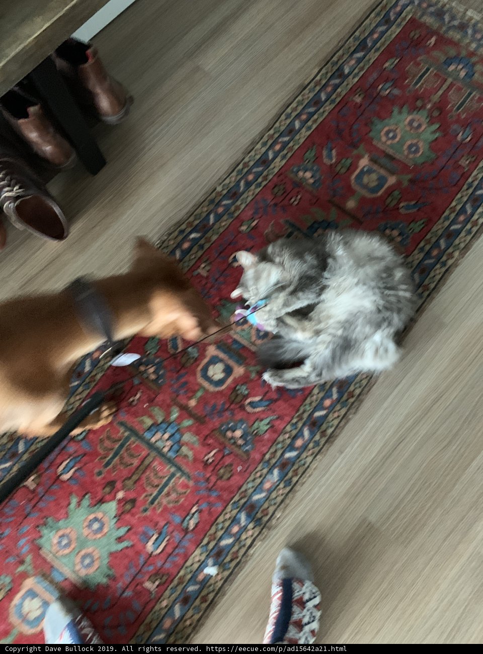 Dog and Cat playing with Toy on Hardwood Floor