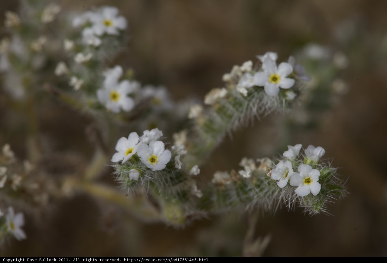 Dazzling Geranium Daisies in the Desert