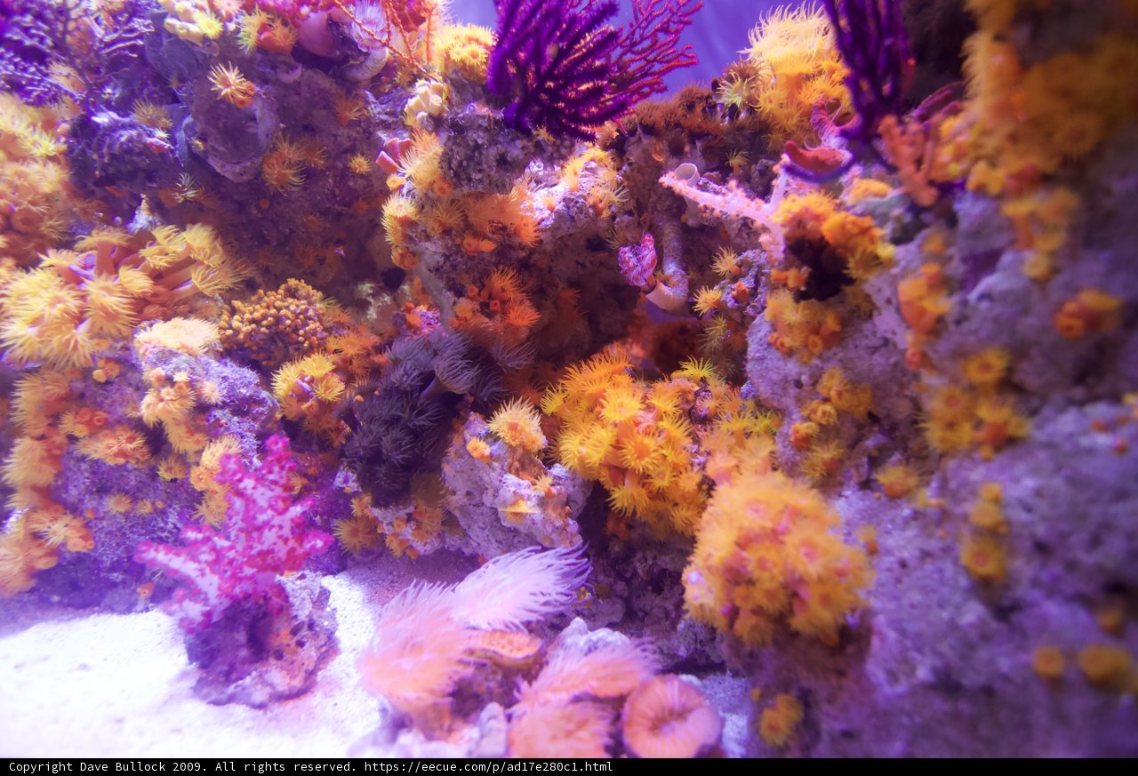 A Colorful Array of Coral Life