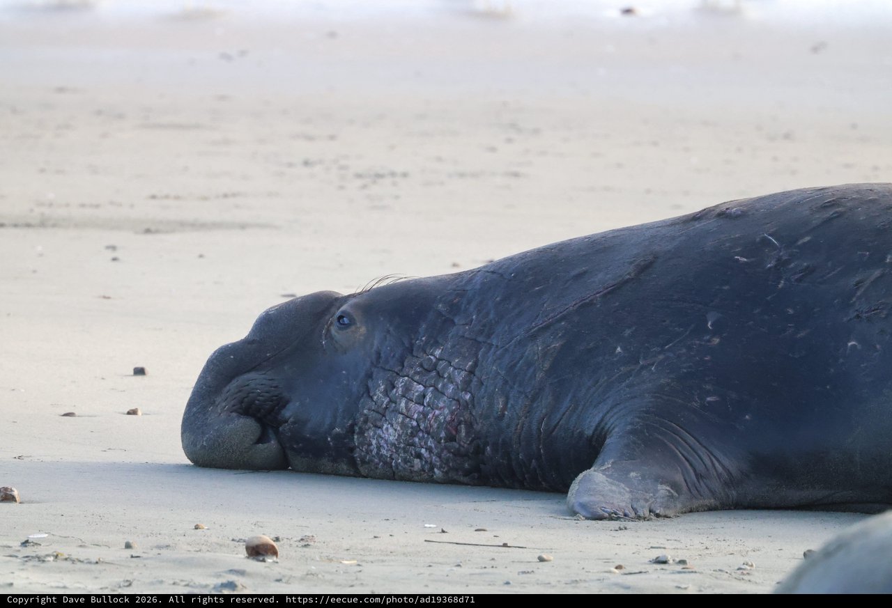 Resting Elephant Seal on Drakes Beach Shore