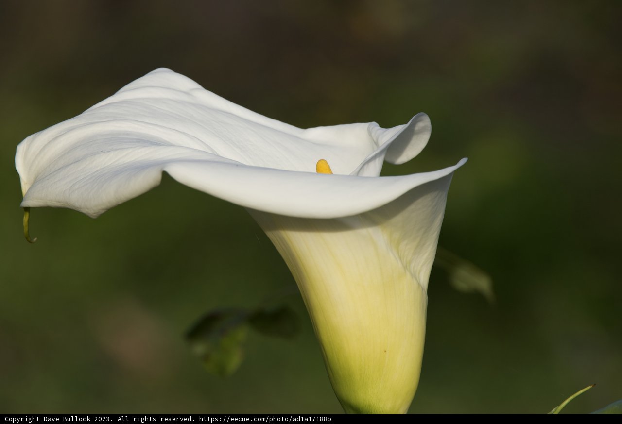 Resplendence of the Calla Lily
