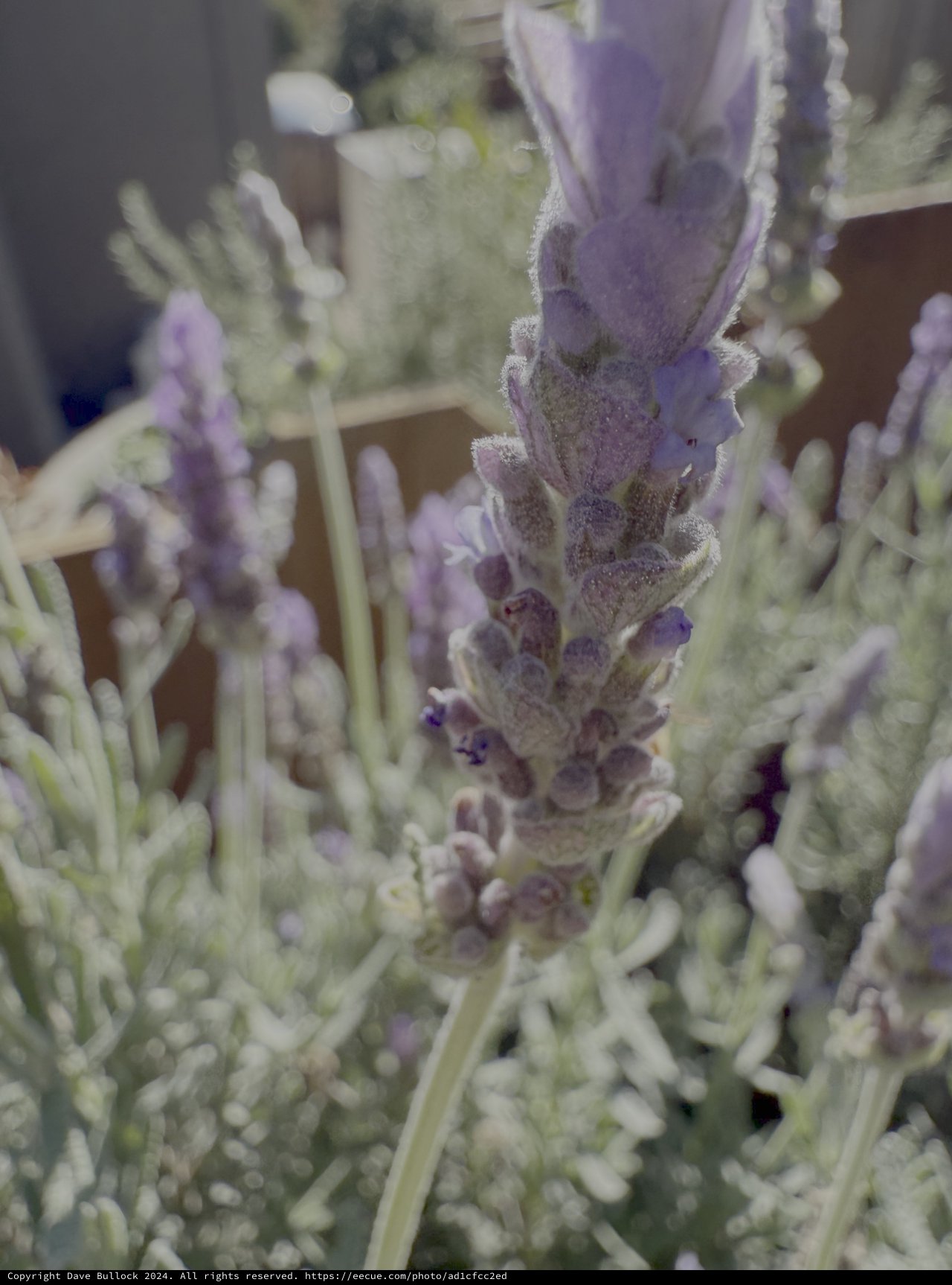 Close-up of Purple Lavender Flower Spike