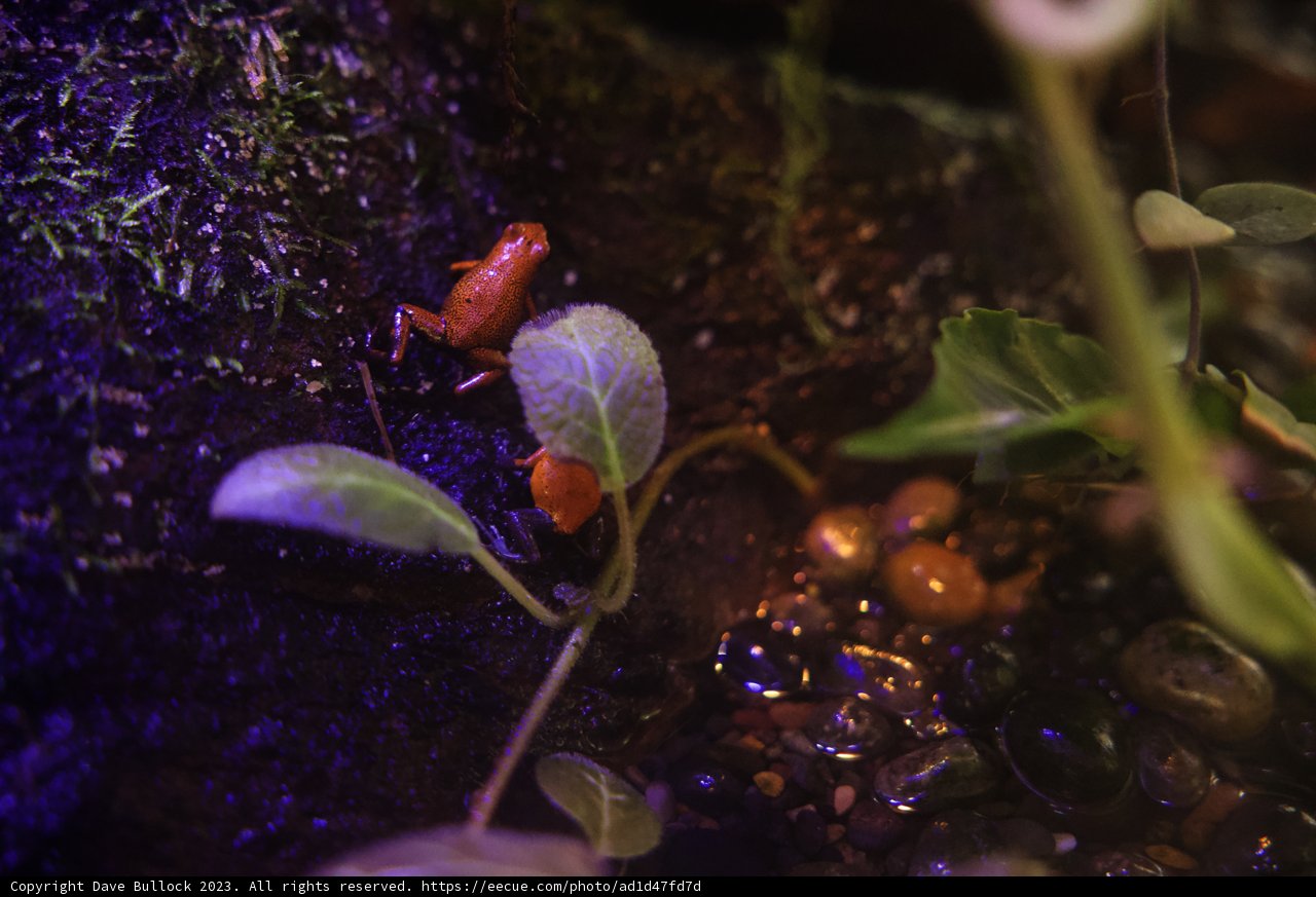 Vibrant Orange Encounter