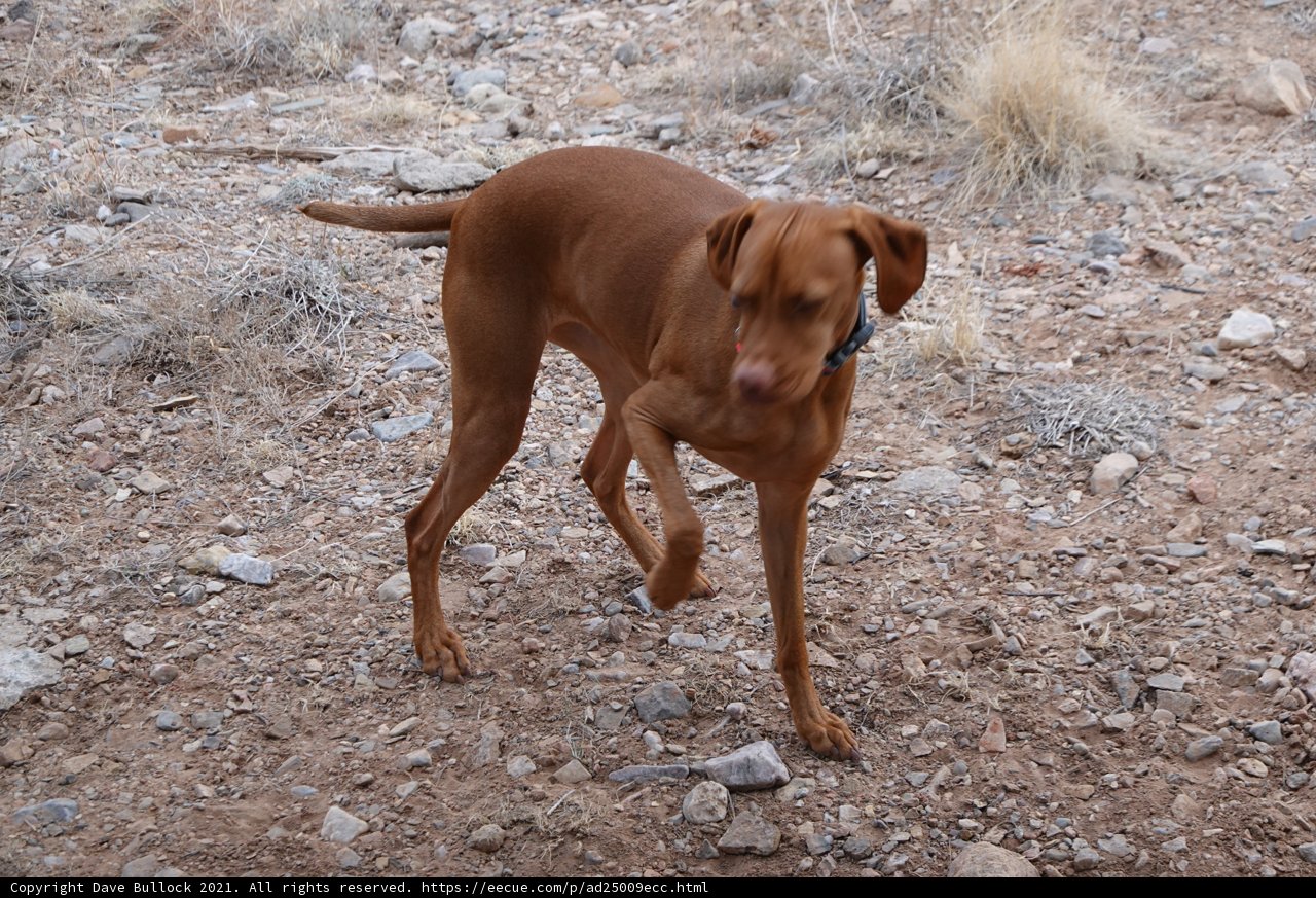 A Vizsla on the Move