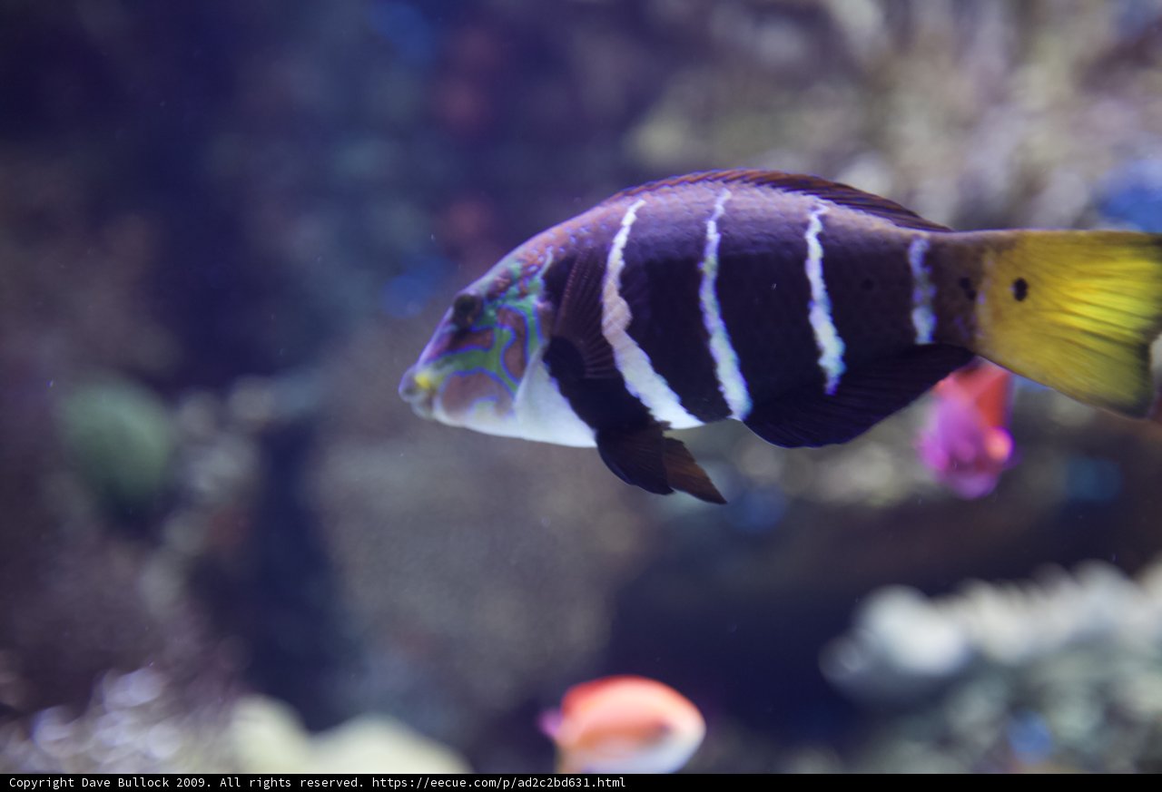 Striped Angelfish in the Aquarium