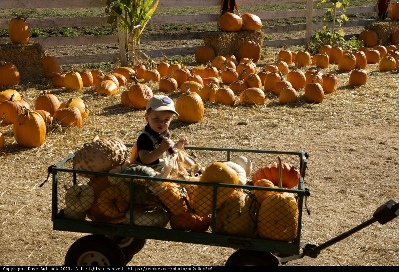 Harvest Season Delight