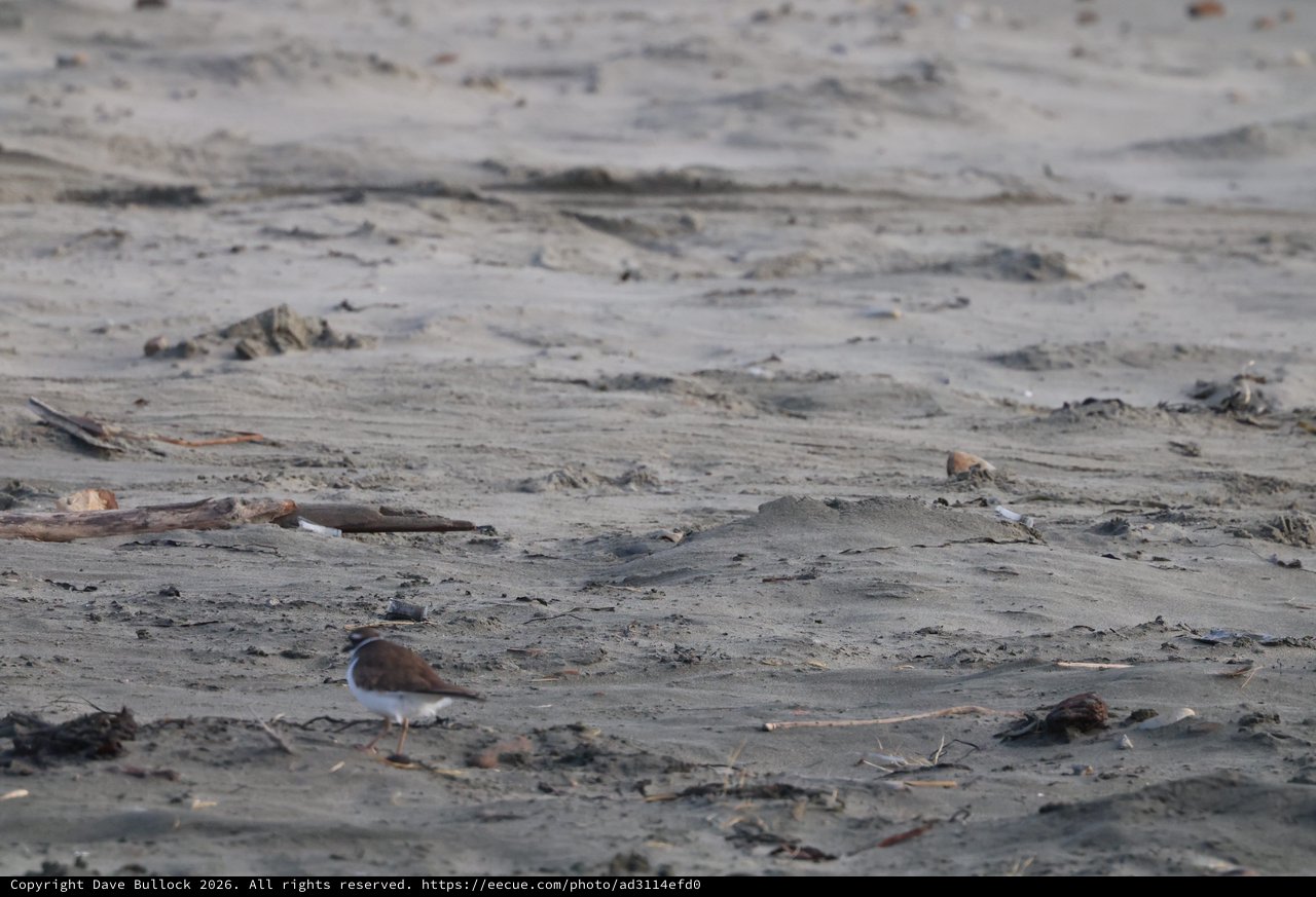 Lone Shorebird Foraging on Drift-Strewn Beach at Drakes Beach