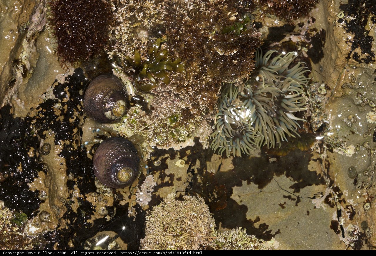 Anemones and Sea Urchins: Life on the Rocks