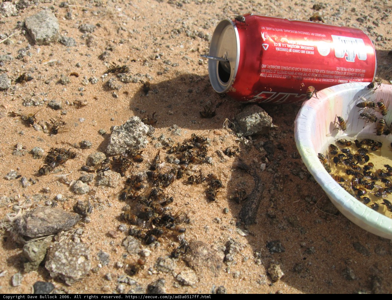 Ants Take Over Soda Can