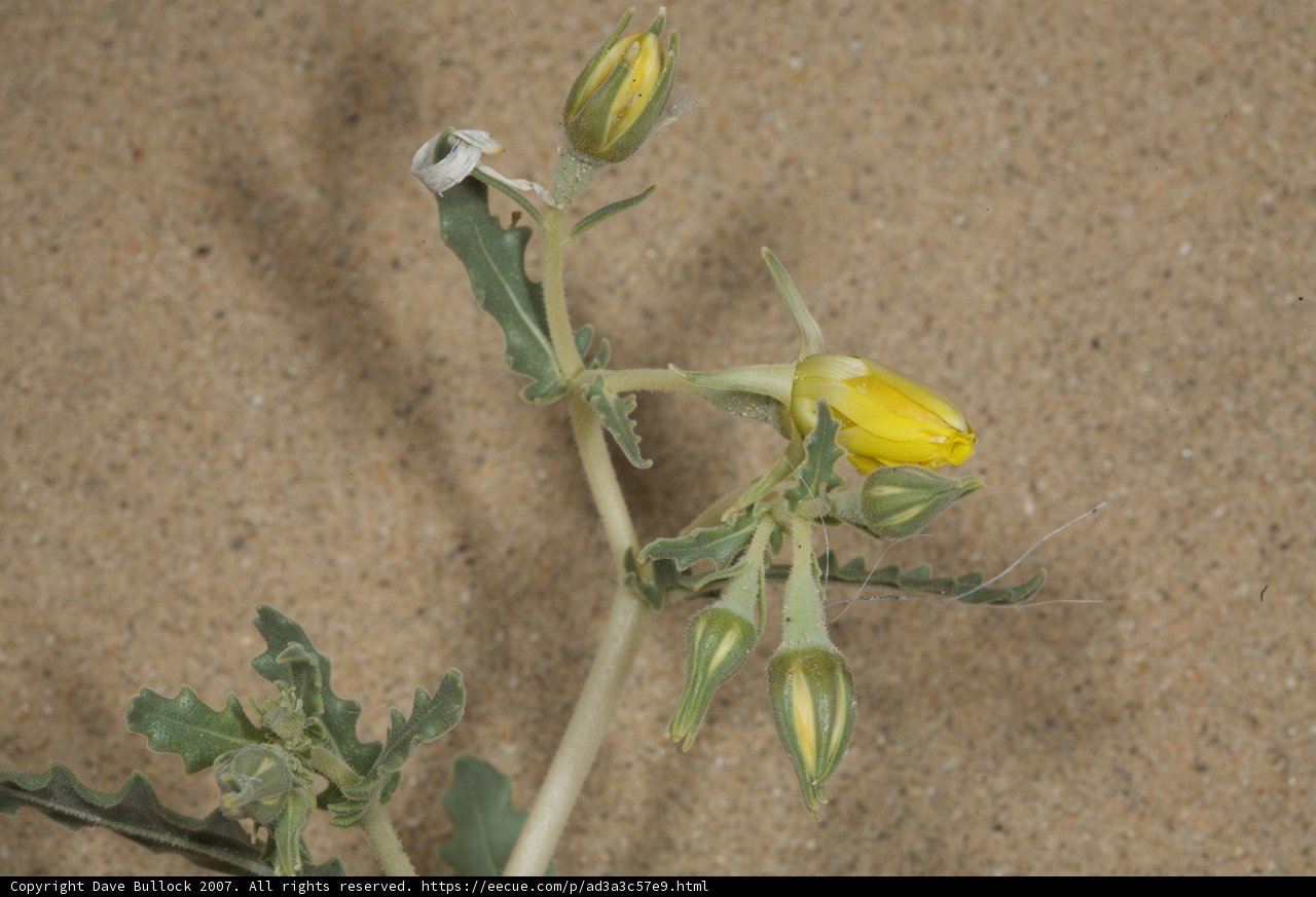 Blooming in the Desert