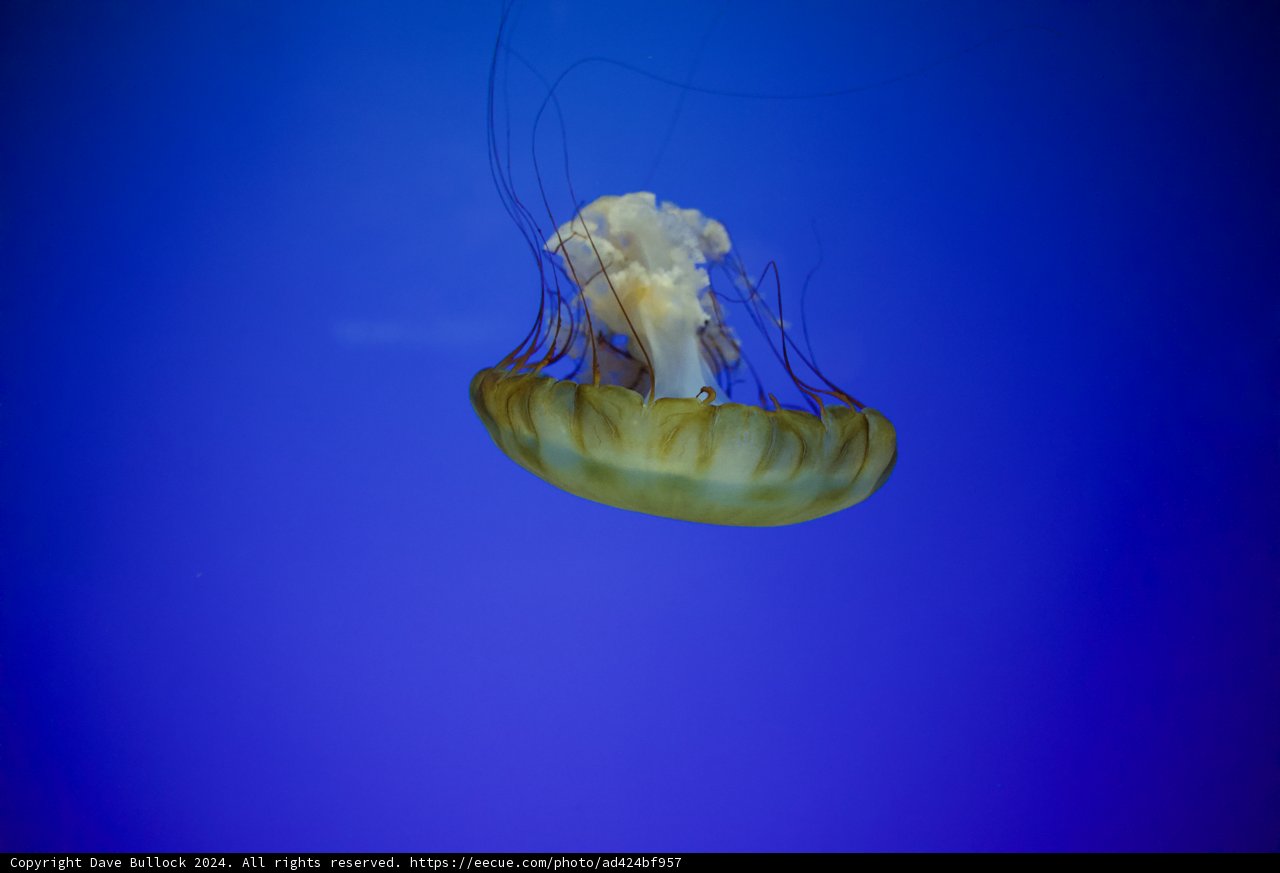 Ethereal Encounter at the California Academy of Sciences
