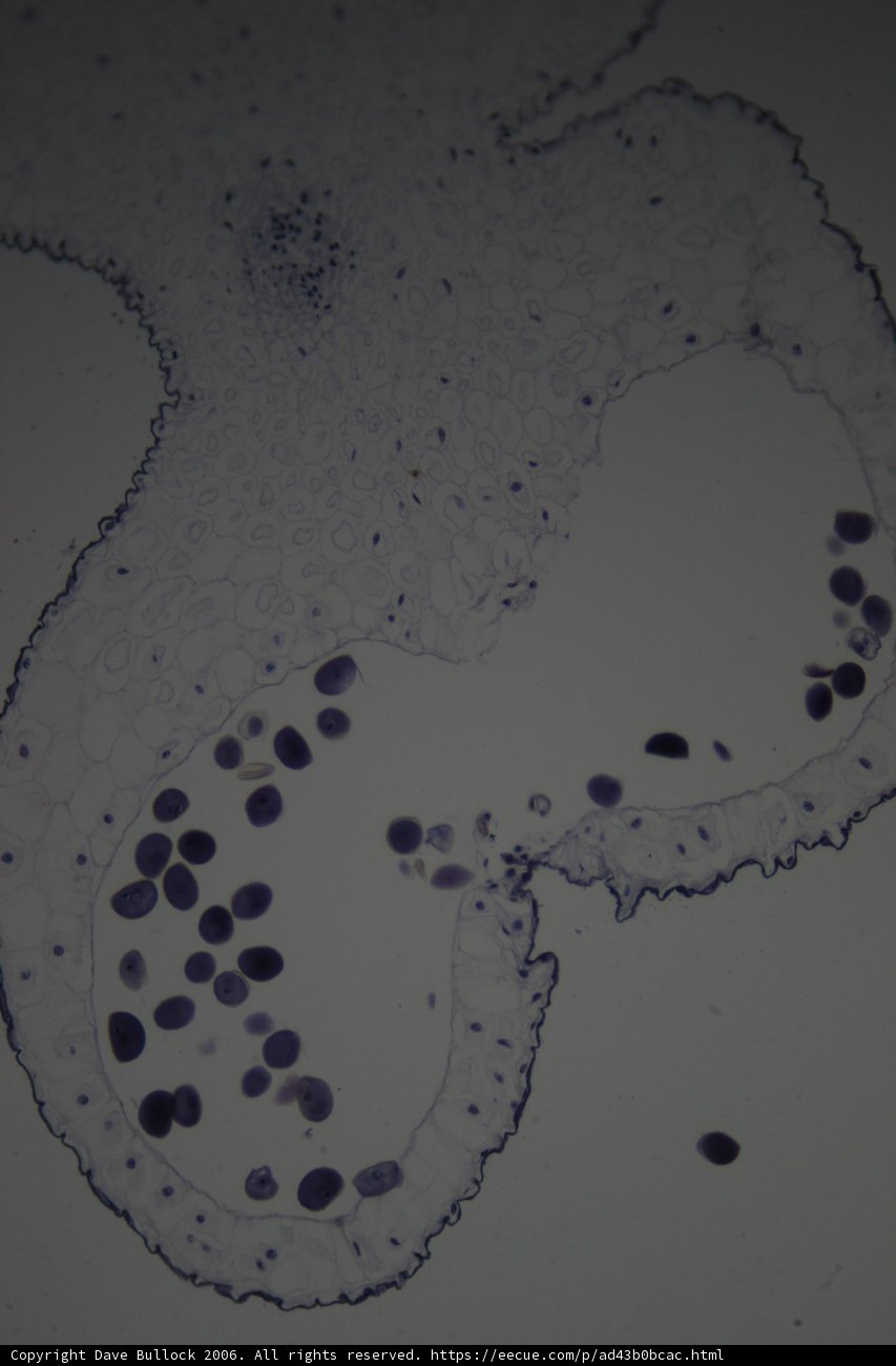 Cellular Stain Close-up