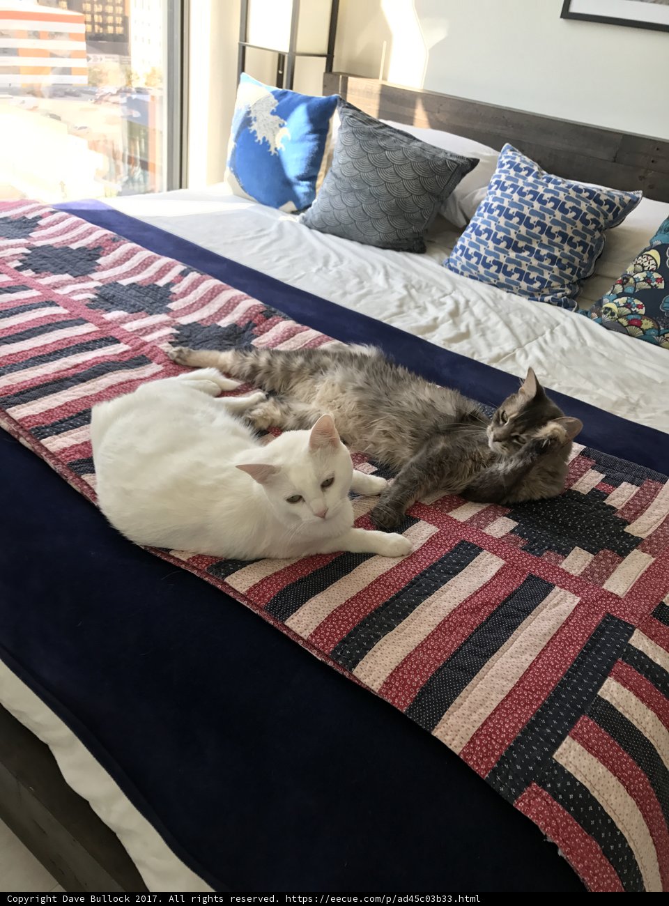 Feline Friends Recline
