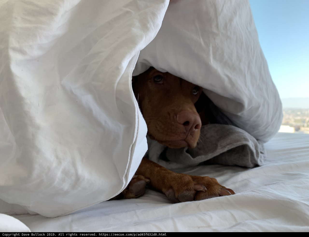 Cozy Canine