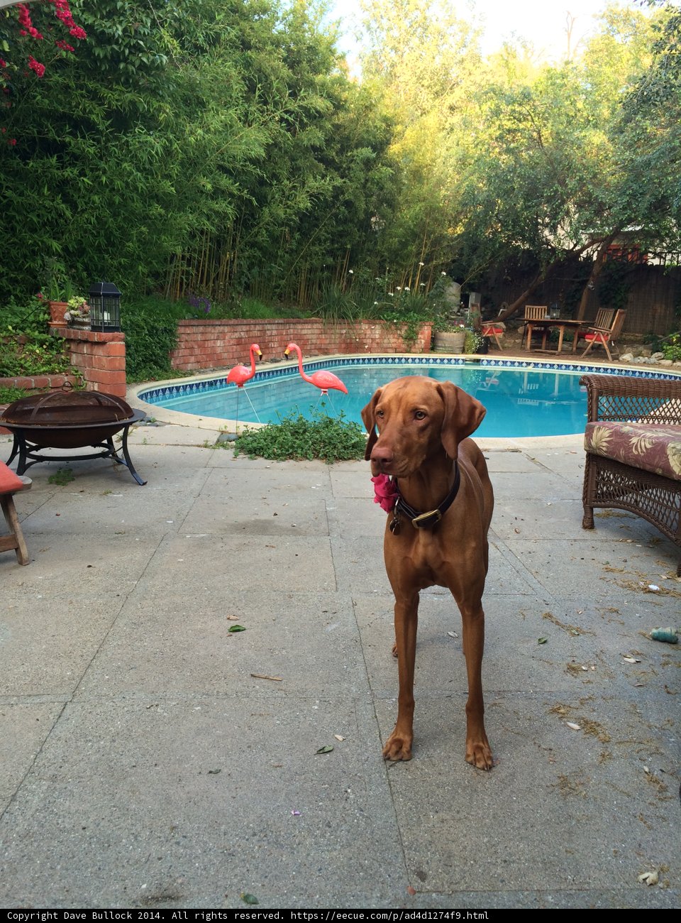 Poolside Pup