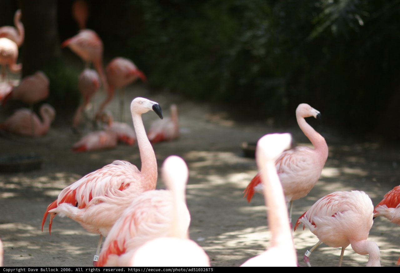 Flocked Up!