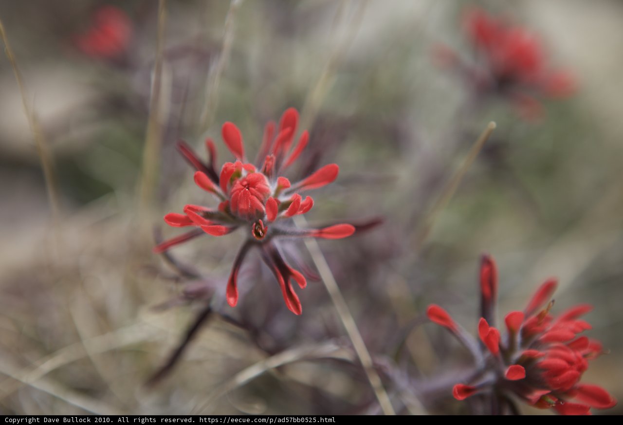 Red Geranium Flower with Black Petals