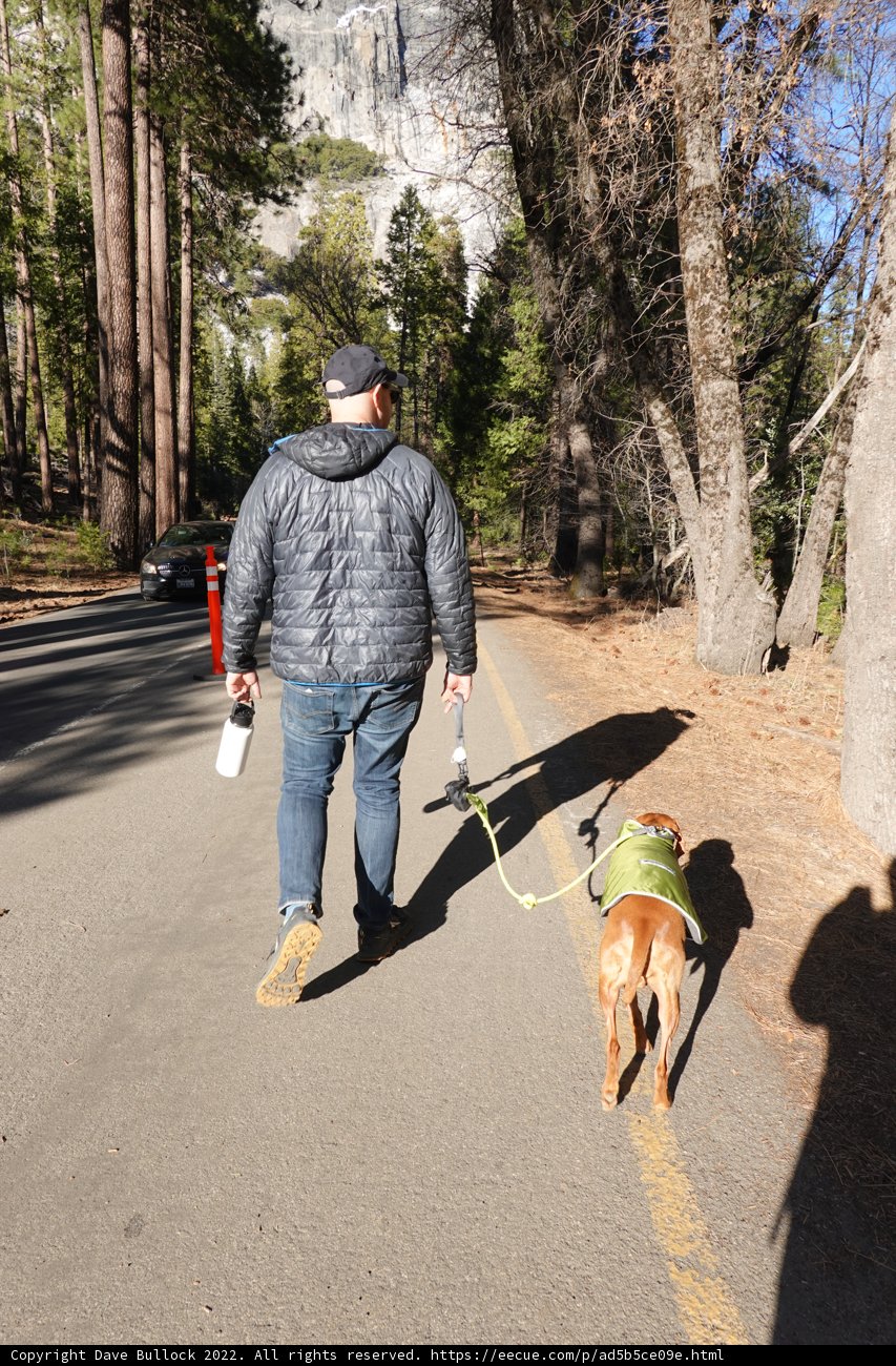 Walking the Dog in the Yosemite Forest