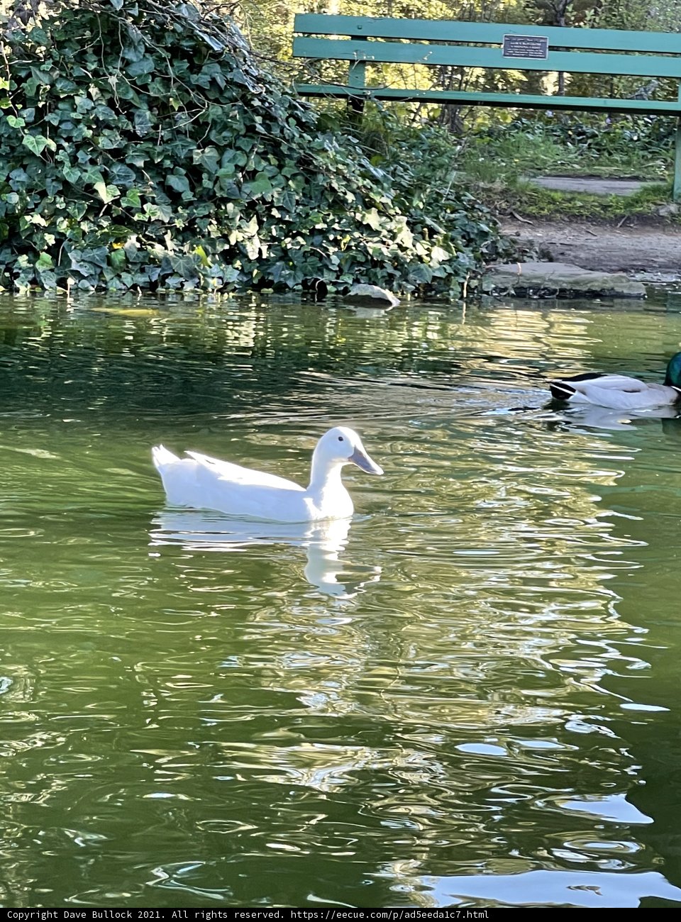 Peaceful Pond