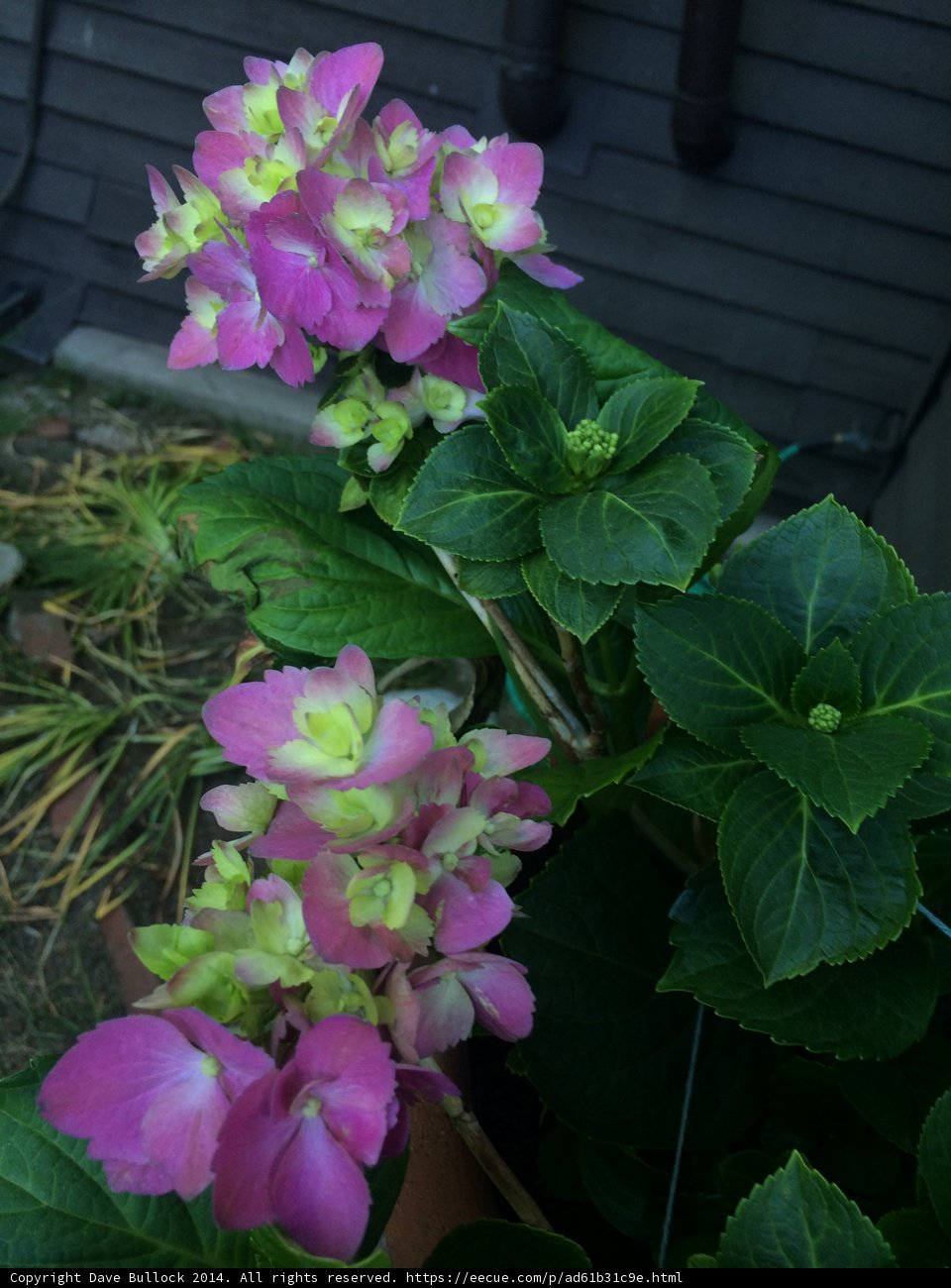 Pretty in Pink Geraniums