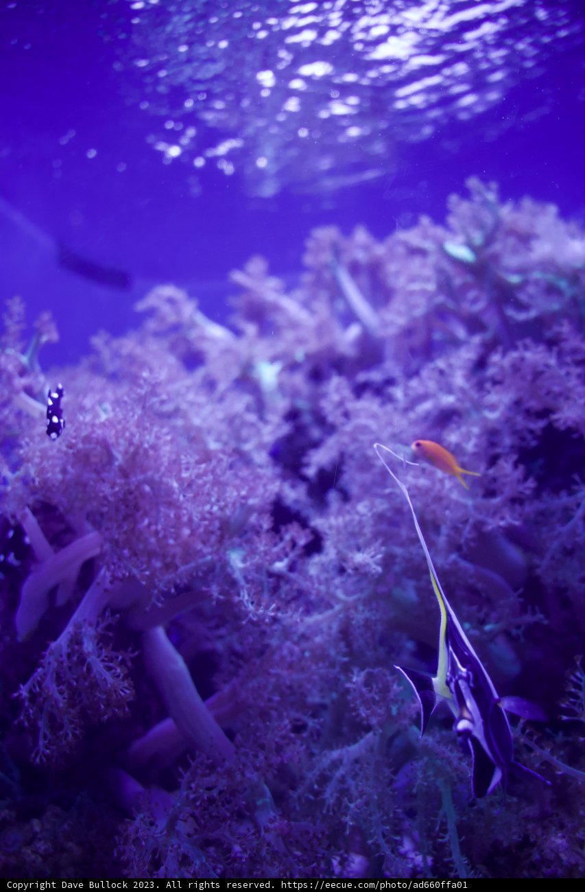 The Wonders Beneath - Aquatic Life Portrait