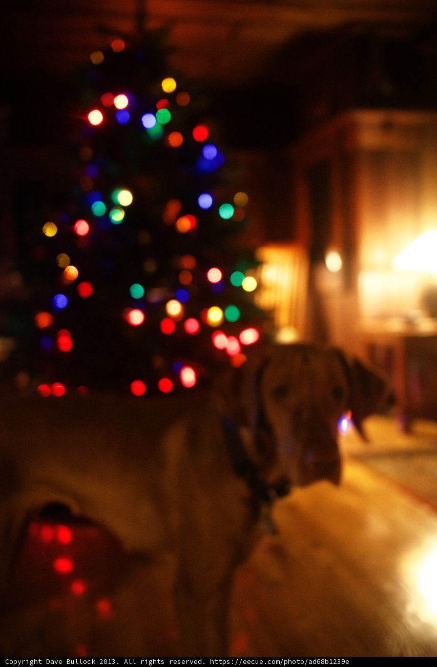A Hound's Christmas