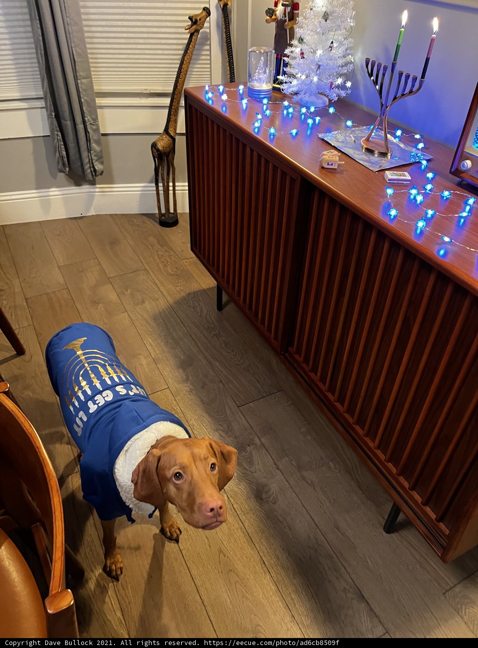 Festive Pup in Blue