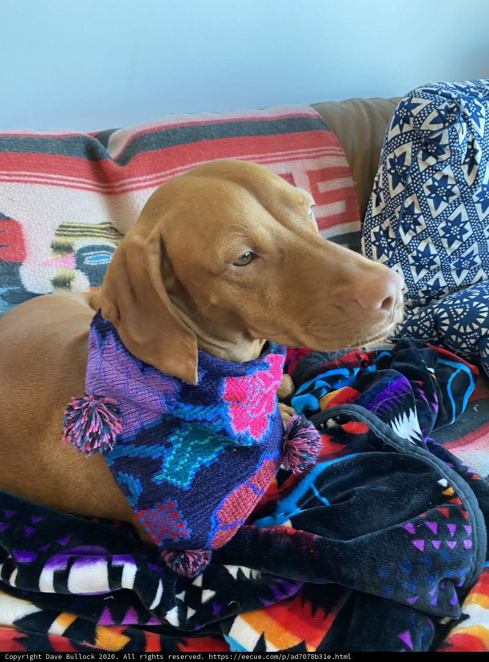 Colorful Scarf on a Cozy Couch