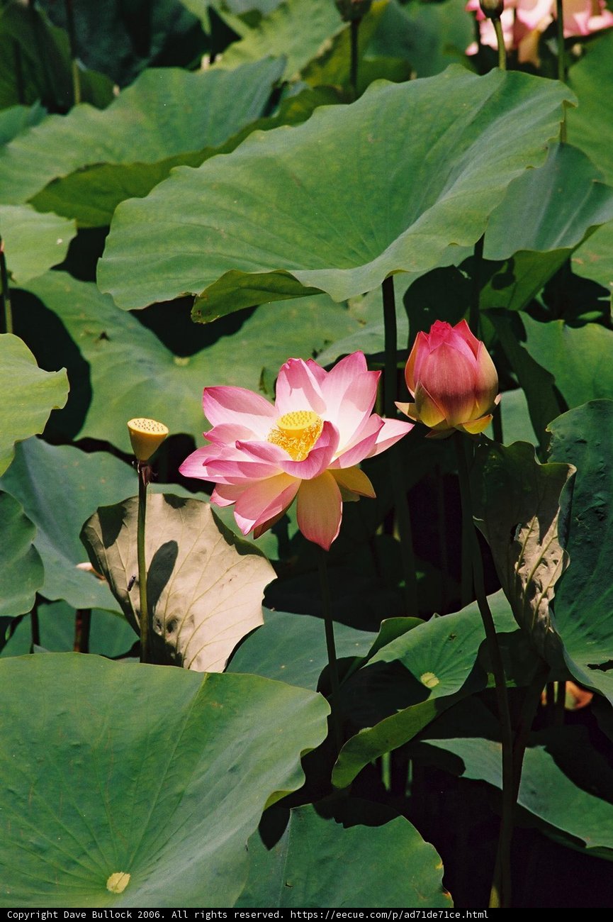 Blooming Pink Lotus in a Pond