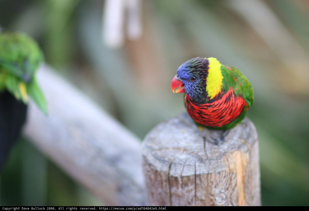 Feathered Perch