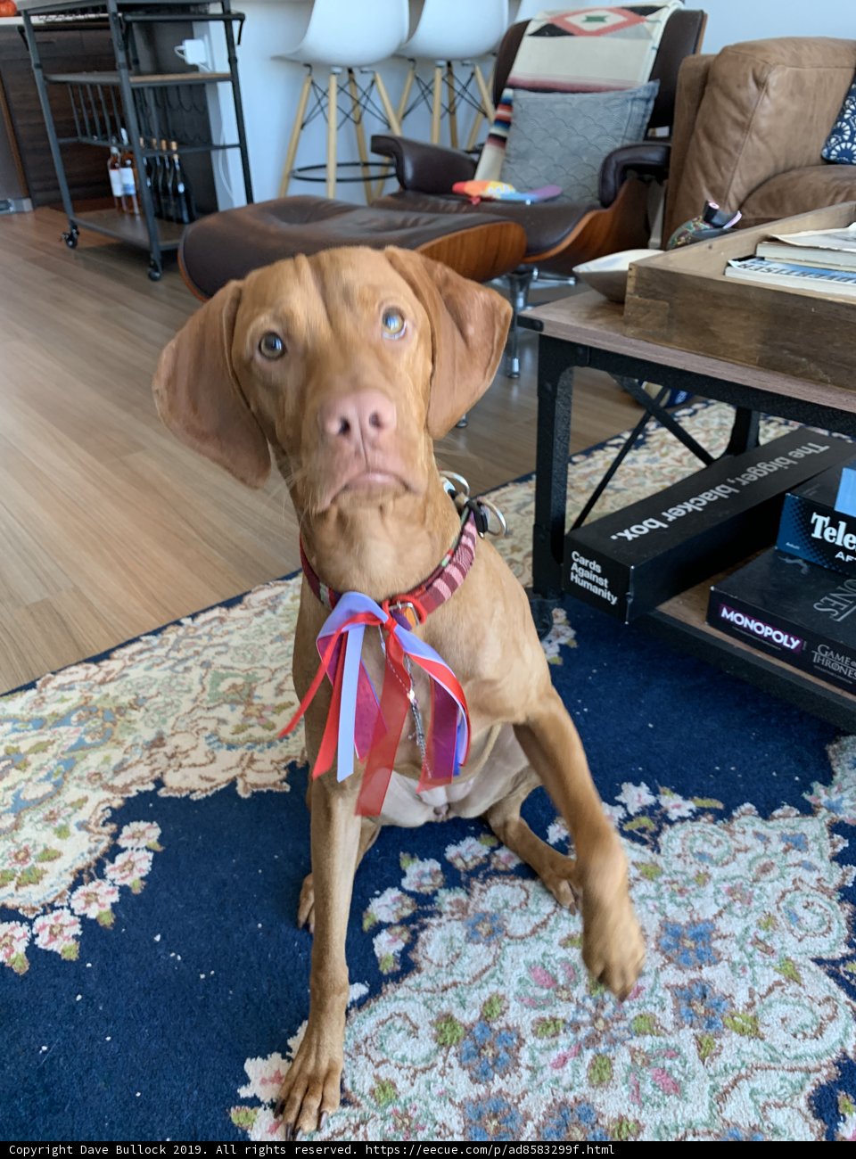 Serene Canine Sitting on Plywood Rug