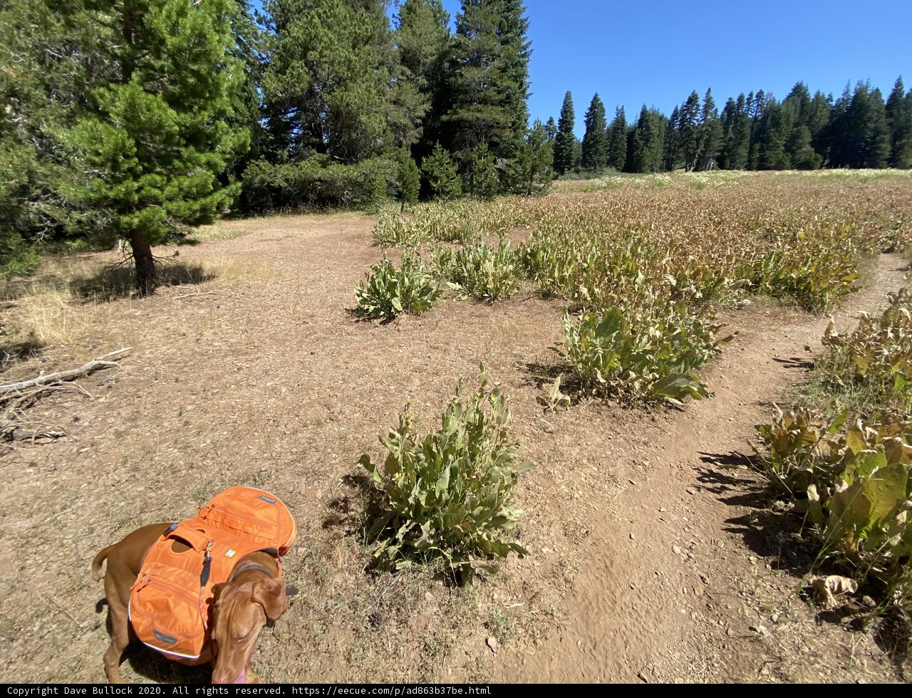 Lone Canine in the Wilderness