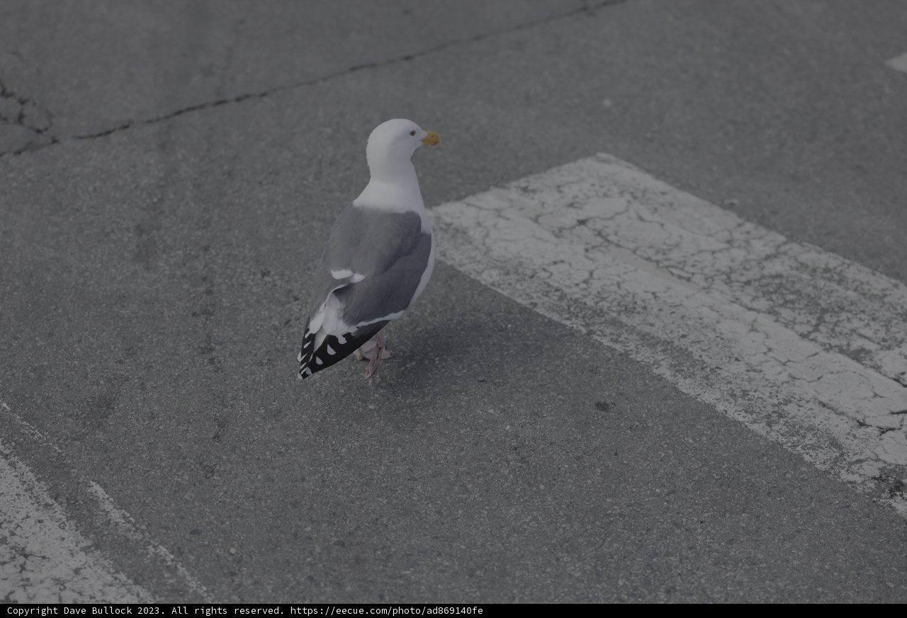 A Seagull in the City