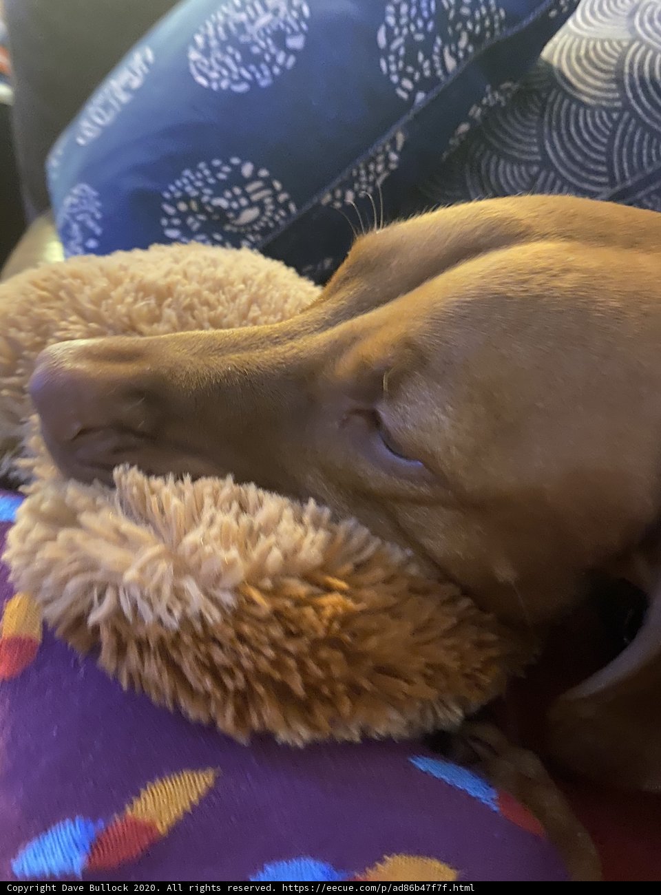 Doggie Dreams