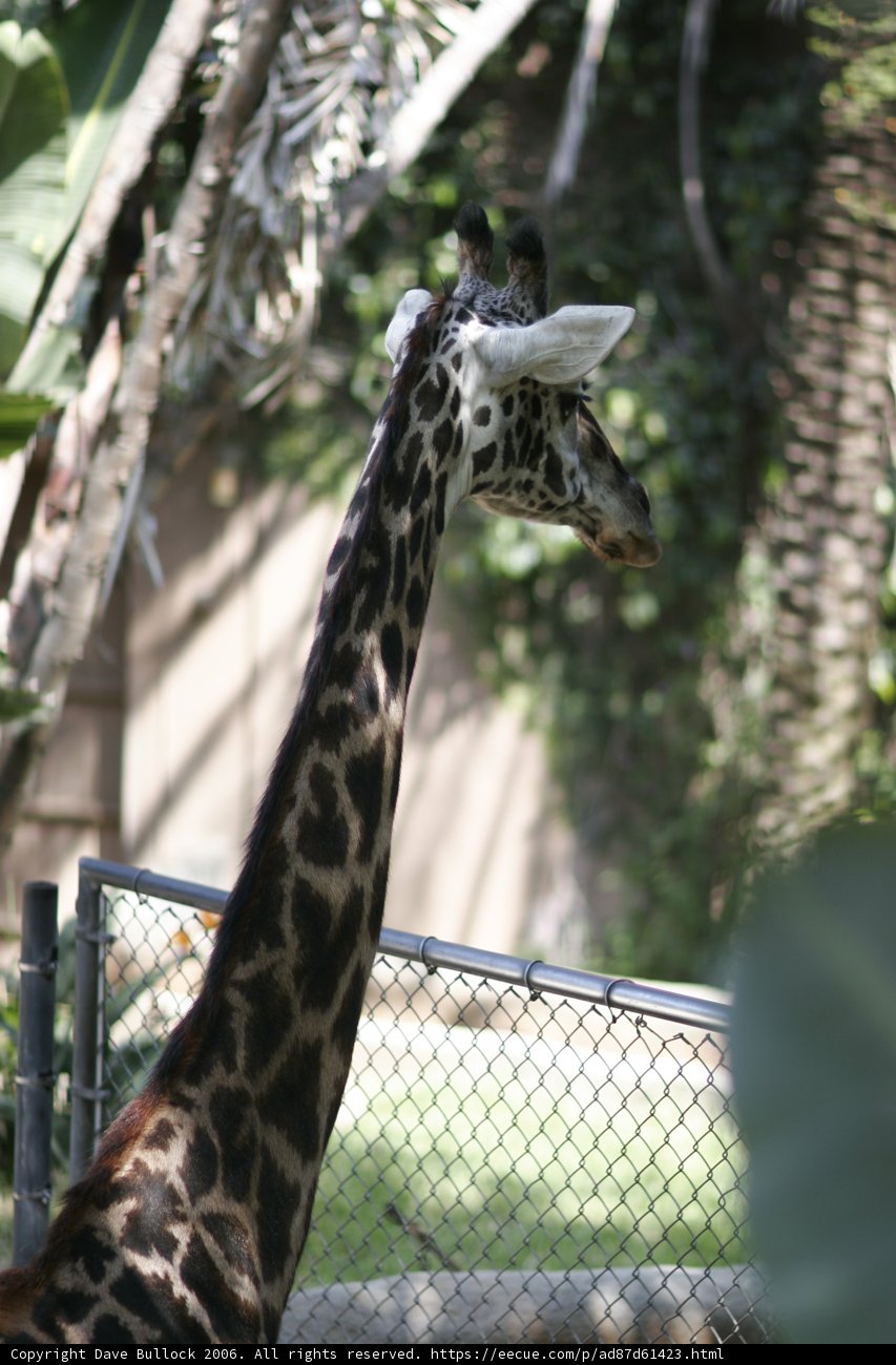 Majestic Giraffe at the Zoo