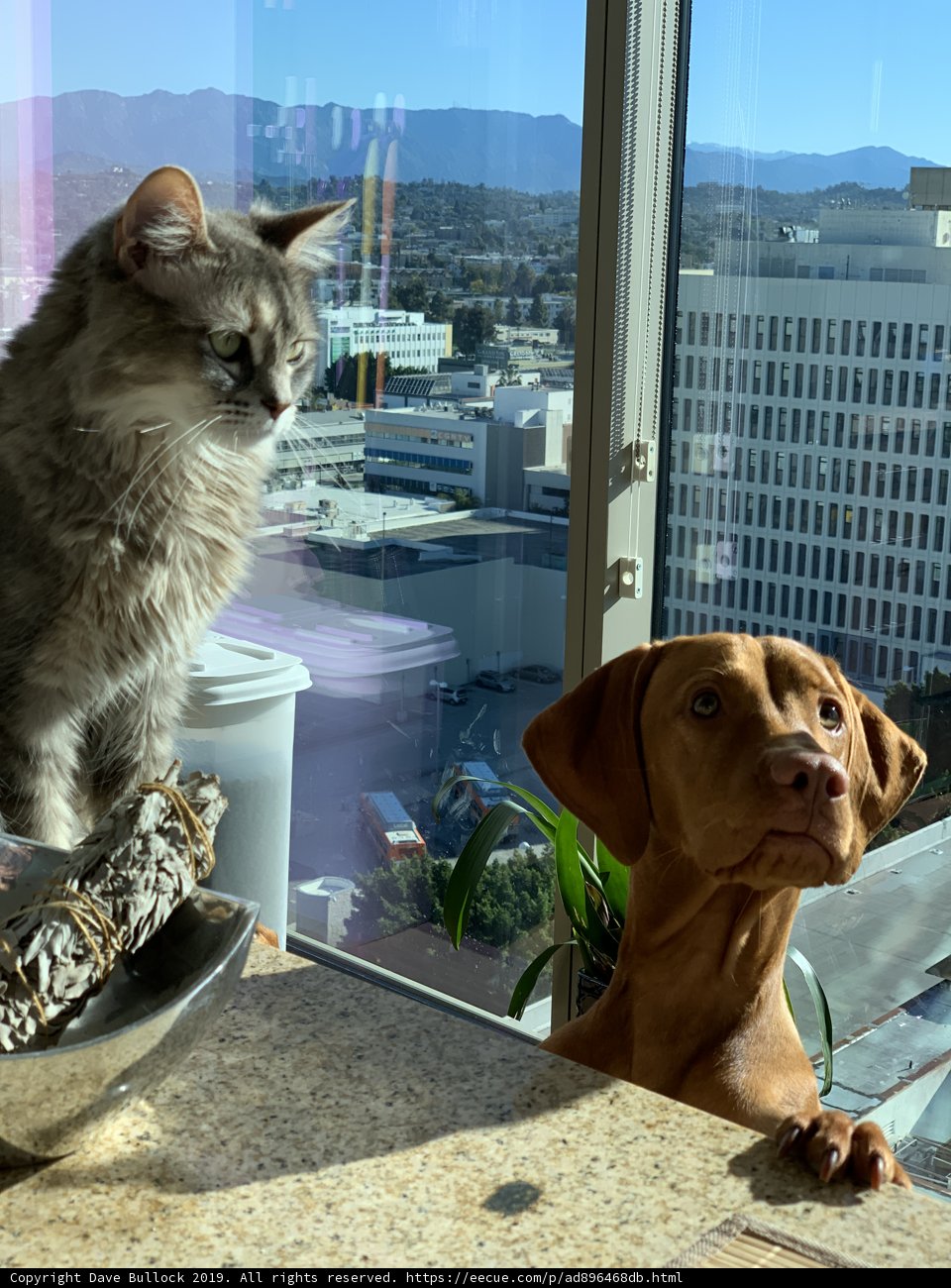 Furry Friends Gazing at LA's Beautiful Skyline