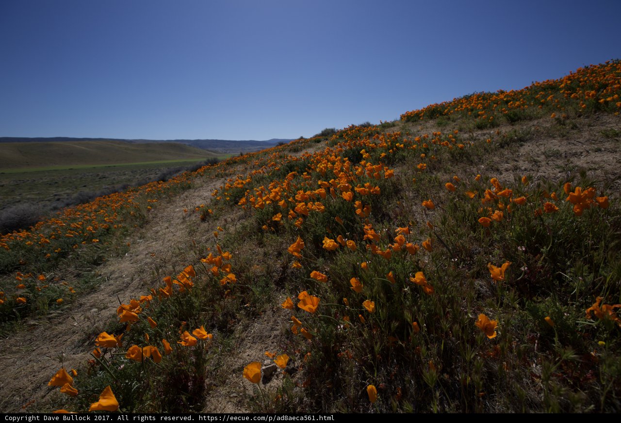 A Sea of California Poppies