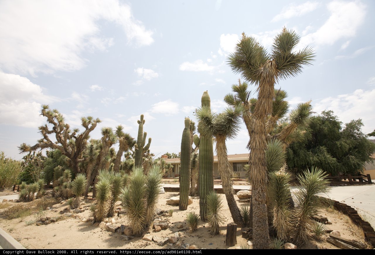 Desert Cactus Oasis
