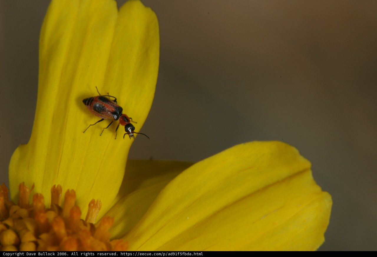Beauty in the Pollen