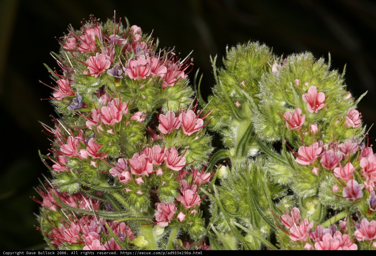 Pink Geraniums