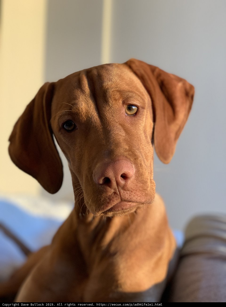 A Loyal Vizsla Puppy in Los Angeles
