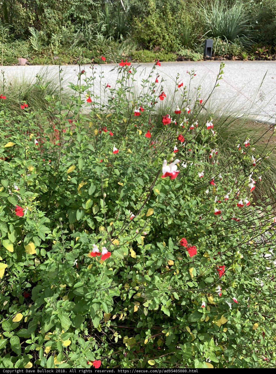 A Vibrant Garden of Red and White Flowers