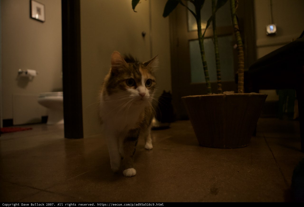 #TBT: Cat and Plant in the Night